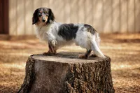Bravo, a male Miniature Dachshund for sale in Canton, TX – 7 of 7