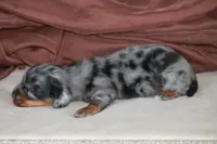 Zoom, a male Miniature Dachshund for sale in Canton, TX – 3 of 6