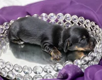 Ava, a female Miniature Dachshund for sale in Canton, TX – 3 of 3