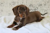 Leather, a male Miniature Dachshund for sale in Canton, TX – 8 of 9