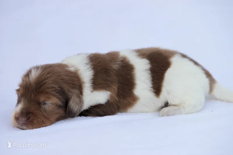 Jazzy – Miniature Dachshund puppy for sale in Canton, TX
