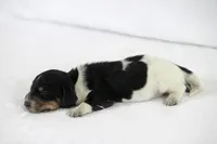 Todo, a male Miniature Dachshund for sale in Canton, TX – 3 of 4
