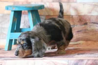 Whistle , a female Miniature Dachshund for sale in Canton, TX – 2 of 5