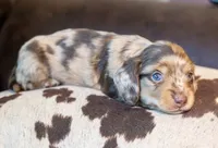 Torque, a male Miniature Dachshund for sale in Canton, TX – 6 of 10