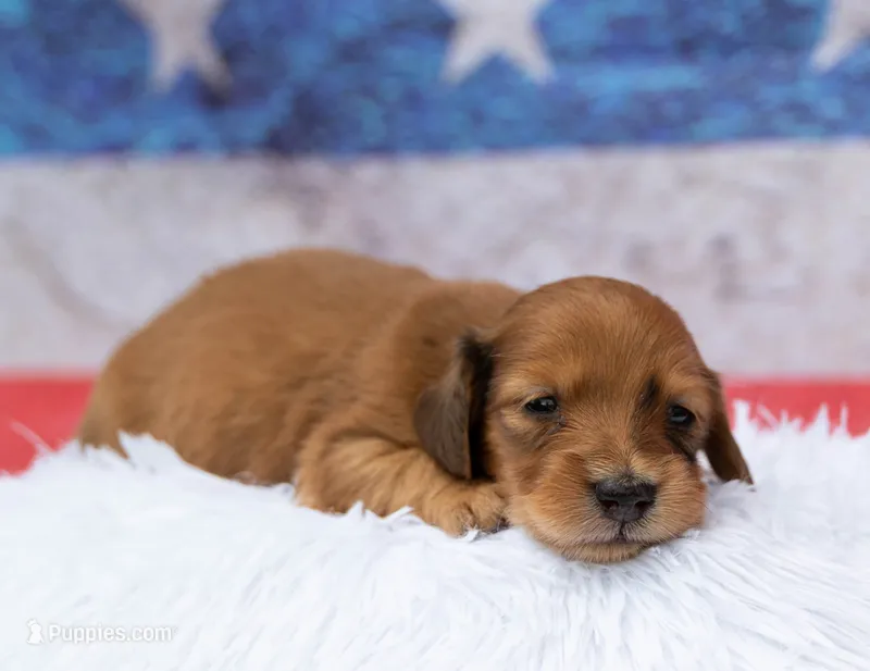Nero – Miniature Dachshund puppy for sale in Canton, TX