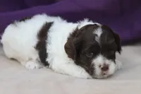 Hexa , a female Cockapoo for sale in Canton, TX – 2 of 4