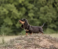 Tandy, a female Miniature Dachshund for sale in Canton, TX – 2 of 4