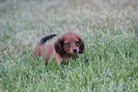 Nape, a female Miniature Dachshund for sale in Canton, TX – 2 of 8