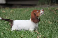Jorey , a female Miniature Dachshund for sale in Canton, TX – 2 of 10