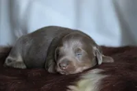 Lorenzo , a male Miniature Dachshund for sale in Canton, TX – 2 of 6