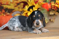Gibson, a male Miniature Dachshund for sale in Canton, TX – 3 of 5