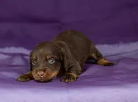 Tiki, a male Miniature Dachshund for sale in Canton, TX – 2 of 4