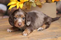 LaVita , a female Miniature Dachshund for sale in Canton, TX – 2 of 9