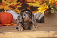 Lawson, a male Miniature Dachshund for sale in Canton, TX – 5 of 5