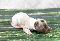 Jett, a male Miniature Dachshund for sale in Canton, TX – 5 of 6