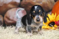 Gibson, a male Miniature Dachshund for sale in Canton, TX – 5 of 5