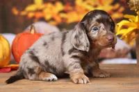 Lawson, a male Miniature Dachshund for sale in Canton, TX – 3 of 5