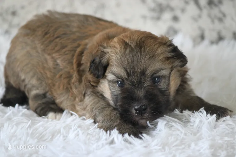 Dave  – Havanese puppy for sale in Canton, TX