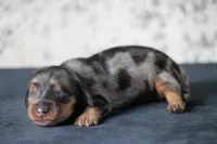 Echo, a female Miniature Dachshund for sale in Canton, TX – 2 of 2