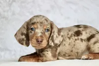Tequila , a male Miniature Dachshund for sale in Canton, TX – 5 of 10