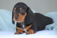 Nelani, a female Miniature Dachshund for sale in Canton, TX – 3 of 4