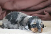 Zero, a male Miniature Dachshund for sale in Canton, TX – 3 of 7