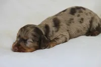 Bravo, a male Miniature Dachshund for sale in Canton, TX – 3 of 7