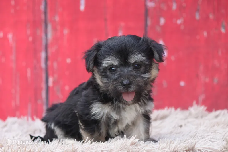 Finlo  – Havanese puppy for sale in Canton, TX