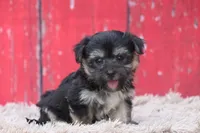 Finlo , a male Havanese for sale in Canton, TX – 3 of 9