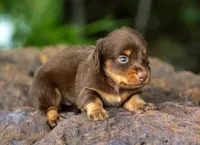 Tuff, a male Miniature Dachshund for sale in Canton, TX – 2 of 3