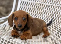 Gus, a male Miniature Dachshund for sale in Canton, TX – 4 of 7