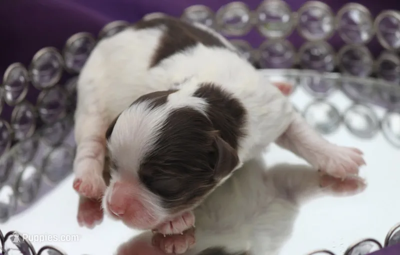 Hiccup – Cockapoo puppy for sale in Canton, TX