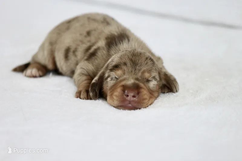 Togo – Miniature Dachshund puppy for sale in Canton, TX