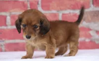 Nape, a female Miniature Dachshund for sale in Canton, TX – 5 of 8