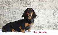 Gus, a male Miniature Dachshund for sale in Canton, TX – 6 of 7