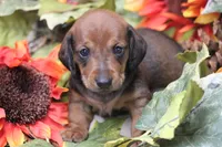 Sindy , a female Miniature Dachshund for sale in Canton, TX – 5 of 7