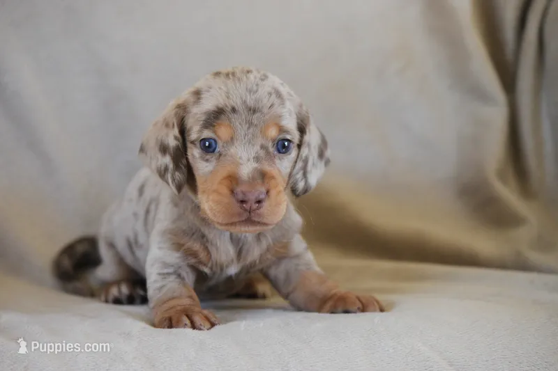 Tequila  – Miniature Dachshund puppy for sale in Canton, TX