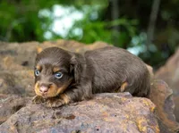 Tandy, a female Miniature Dachshund for sale in Canton, TX – 2 of 3