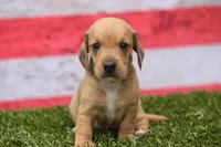 Matri Wire Hair, a female Miniature Dachshund for sale in Canton, TX – 6 of 9