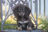 Tesla, a female Miniature Dachshund for sale in Canton, TX – 1 of 9