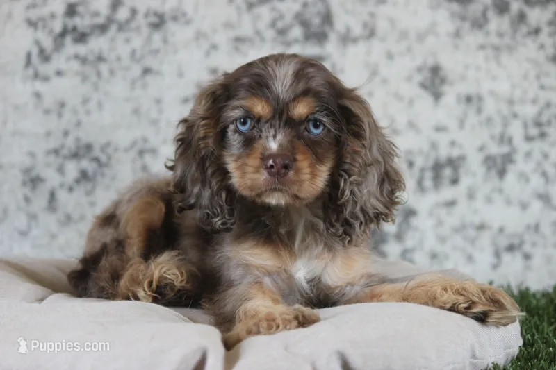 Chaz – Cocker Spaniel puppy for sale in Canton, TX