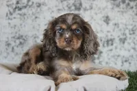 Chaz, a male Cocker Spaniel for sale in Canton, TX – 1 of 9