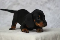 Gin, a female Miniature Dachshund for sale in Canton, TX – 3 of 4