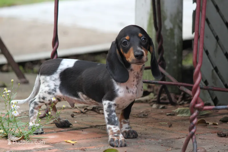 Rum – Miniature Dachshund puppy for sale in Canton, TX