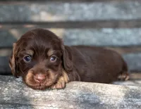 Tesla, a female Miniature Dachshund for sale in Canton, TX – 2 of 6