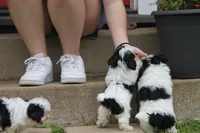 Blossom, a female Poodle - Toy  and Havapoo for sale in Canton, TX – 3 of 5