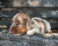 Turbo, a male Miniature Dachshund for sale in Canton, TX – 5 of 5