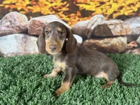 Loman, a male Miniature Dachshund for sale in Canton, TX – 3 of 5
