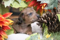 Sailor , a female Miniature Dachshund for sale in Canton, TX – 4 of 9
