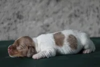 Turbo, a male Miniature Dachshund for sale in Canton, TX – 2 of 2
